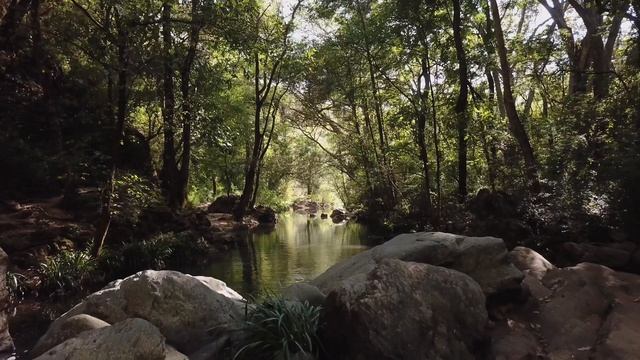 Лесной ручей в лучах солнца 4k