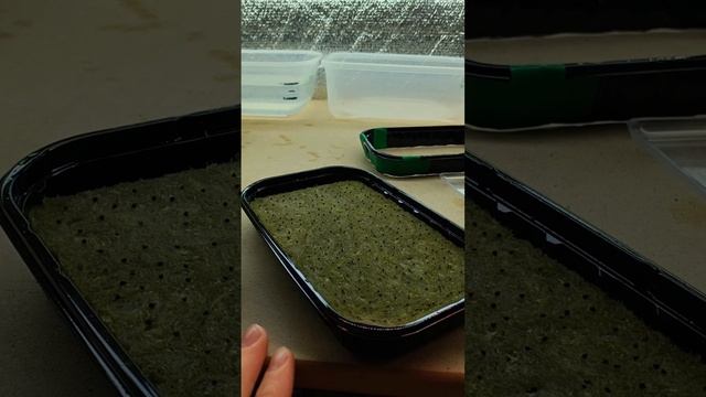 Как посадить Щавель "Красножильный" 🐞?