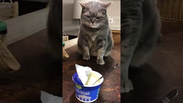 Мы в ВК https://vk.com/life_of_cats