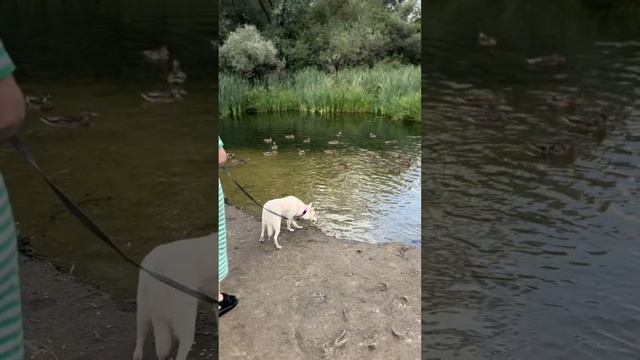 Малышка Миюки ищет семью❤️