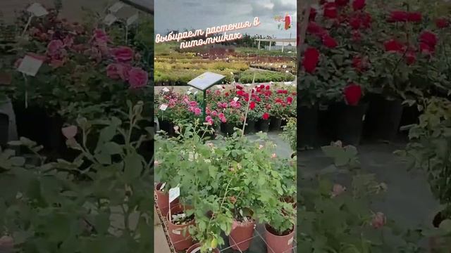 вместе с заказчиком съездили в питомники и выбрали растения