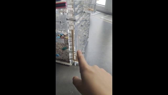 как поживают мои муравьи жнецы 🐜
