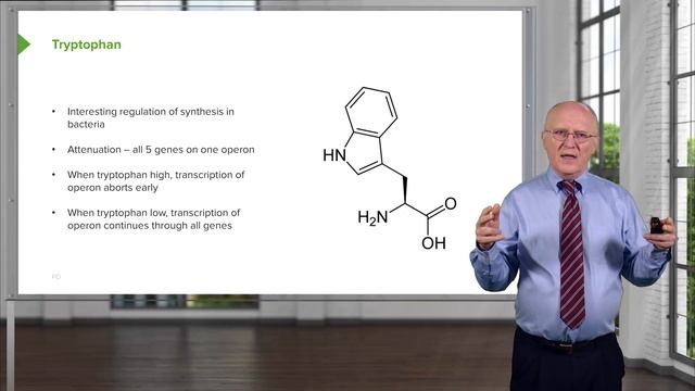 01.08 Aromatic Family Tryptophan