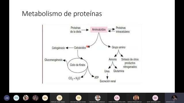 Metabolismos 20210602  Bioquímica