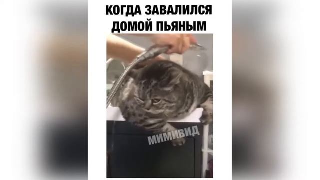 ЛУЧШИЕ ПРИКОЛЫ с животными, 2020 №5 смешные коты,собаки новинки видео