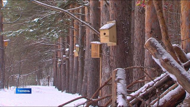 Мастер-классы по изготовлению экокормушек для птиц провели в тюменской библиотеке