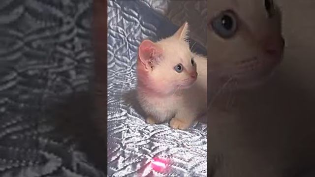 КОТ С КОРОТКИМИ ЛАПАМИ