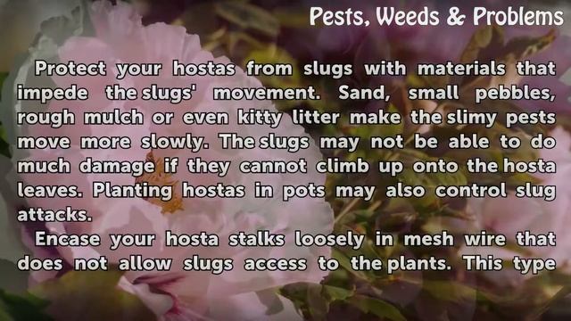 How to Prevent Slugs From Damaging Hostas