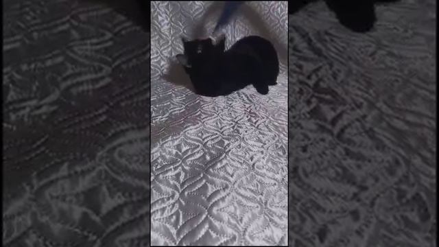 КОТЯТА С КОРОТКИМИ ЛАПАМИ