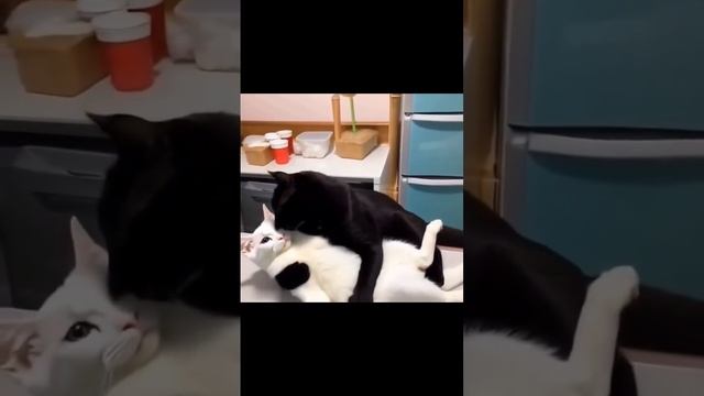 Ромео и Джульетта