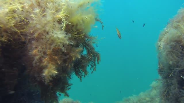Подводное видео.  3