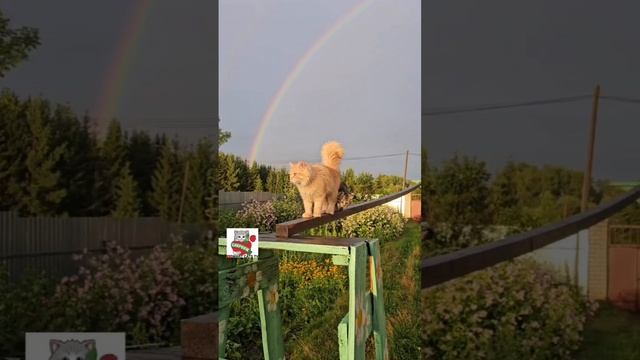 А вы знаете почему кошкам разрешают заходить в храмы 👼🌈💒🙏😻