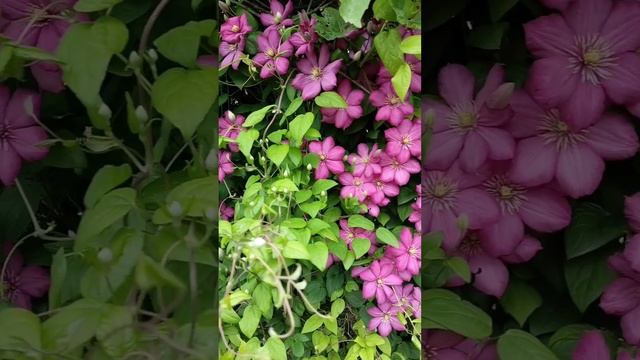 Красота цветов в саду.