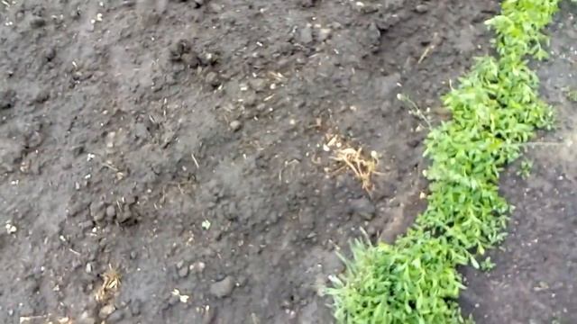 Но   лепешки   все  же   довез   сухими