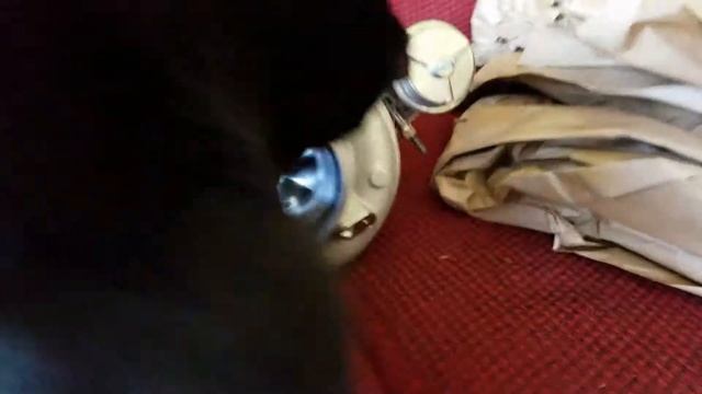 Kitty playing with Turbo