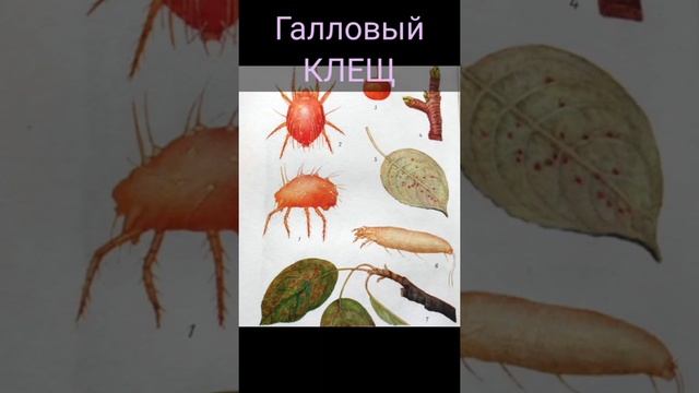 галловый клещ. лечение груши. #shorts #клещ #сад #садмечтысАлесей #Уфа #растения #обработкарастений