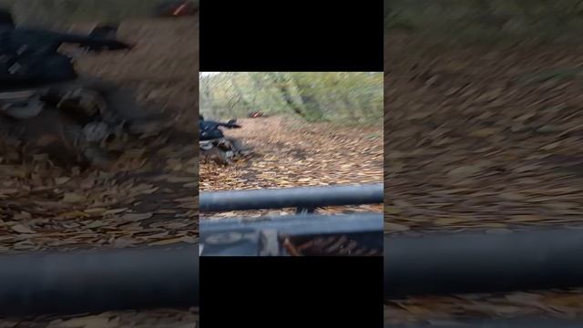 покатушка по Ханскому лесу