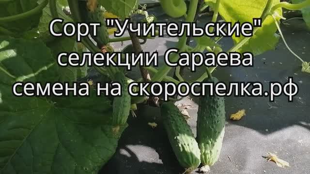 "Учительские". Семена советского сорта огурца селекции Сараева. Выдерживающий заморозки весны.