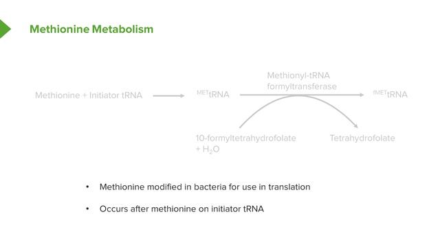 01.07 Methionine, Threonine and Lysine Metabolism