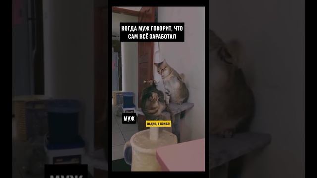 Семейные разборки 😁