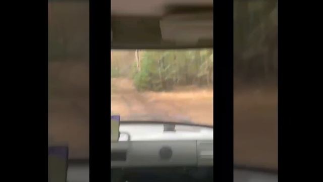 поездка в лес с детьми)).mp4