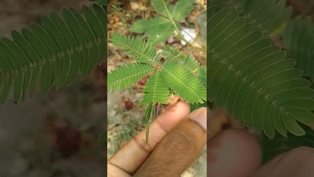 Shame Plant 🌿 || Mimosa Pudica || Sensitive plant #shorts #youtubeshorts