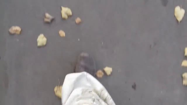 Льется осень