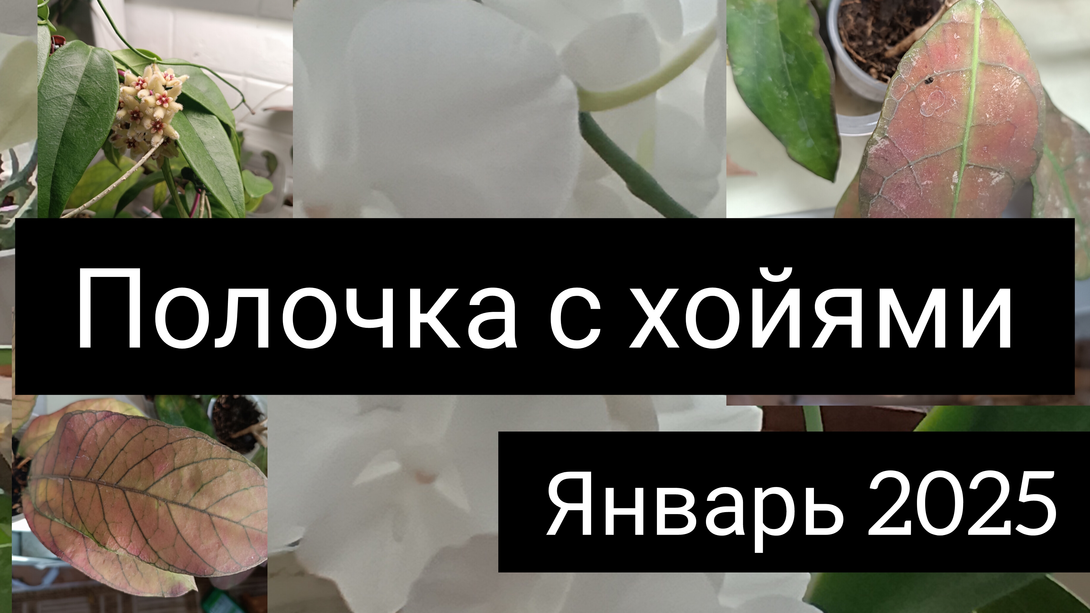 полочки с хойями. январь