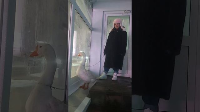 Первый кандидат в депутаты Ульяновской Городской Думы — Гусь Гвоздев. Выдвижение Гуся состоится в бл