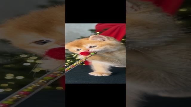 Эльф sami_s_usami
