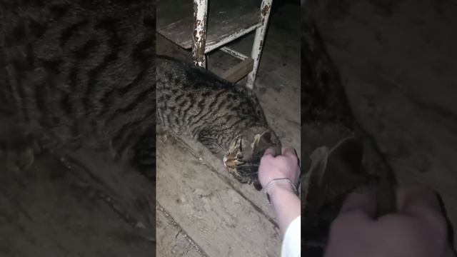 Новый котик Марти