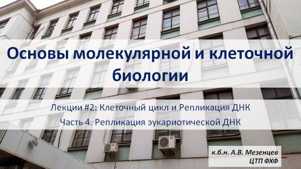 Осн. мол. и кл. биол. (2024). Лек 2. Клеточный цикл и репликация ДНК Ч 4 Репликация ДНК эукариотов