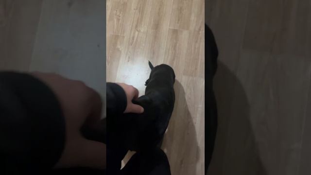 Арчи ищет дом