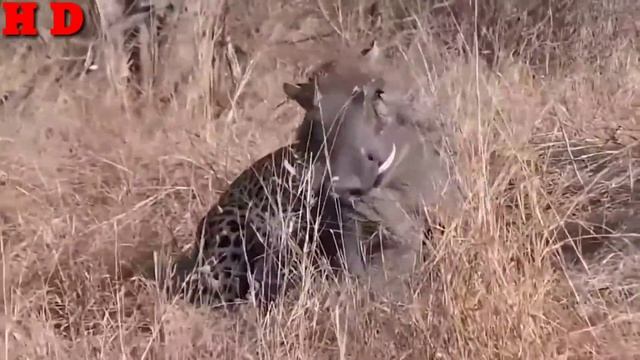 Wild Pig Attack Tiger hunting complition video 2020 | Wild Animals