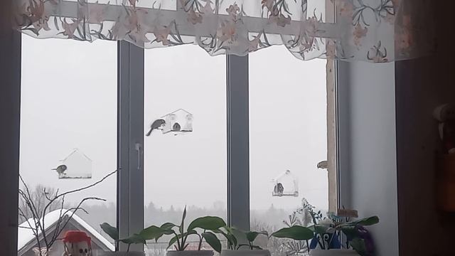 Пернатые в гостях у детей