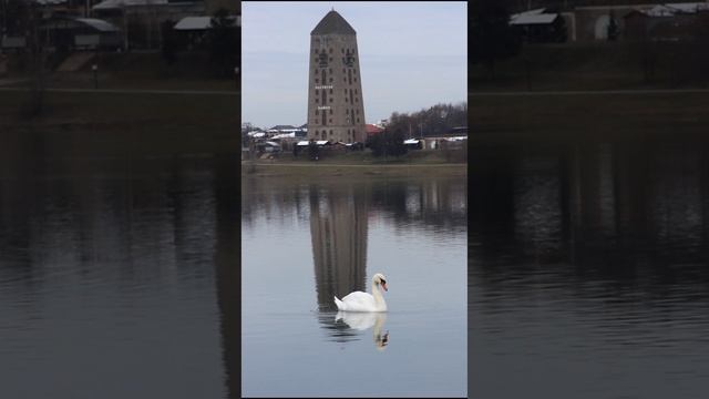 Черноречье прогулка лебедь Чечня