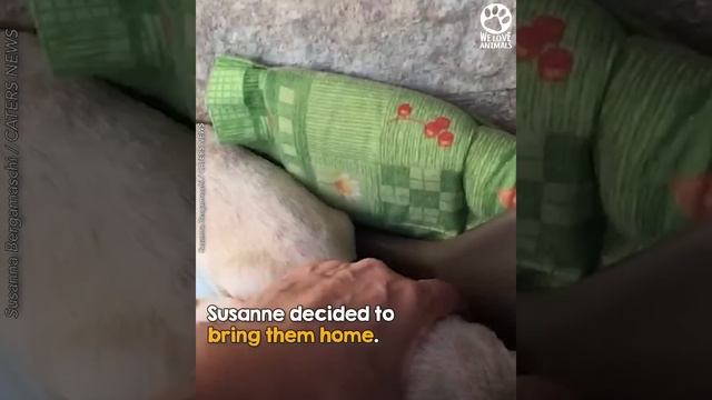 Woman opens plastic bag and is horrified when she finds three newborn puppies