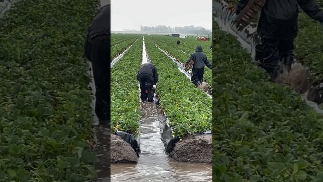 Сорта Калифорнийской селекции которые мы продаём, можно собирать и во время дождя