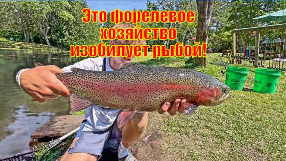 Это форелевое хозяйство изобилует рыбой!