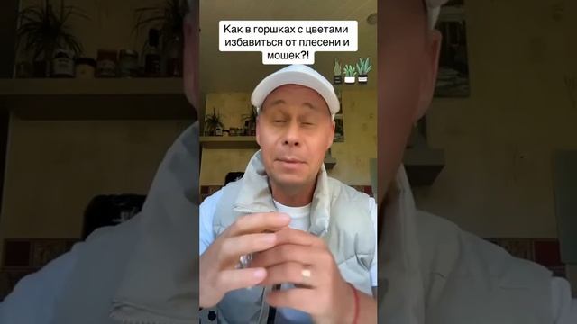 Избавляемся от плесени в комнатных цветах 🪴