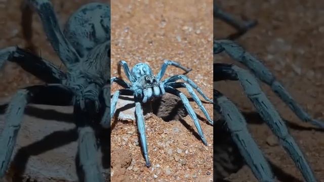 Паук Trapdoor spider в норке