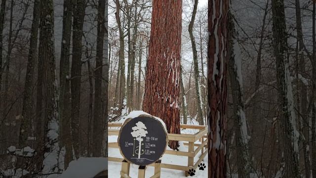 Младшая подружка Царицы Сосны в Бузулукском бору