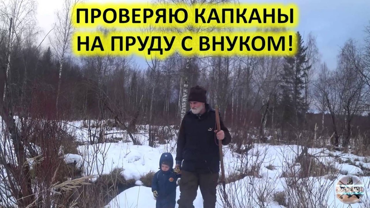Зимняя охота на бобра с капканами. Проверка капканов на бобра.