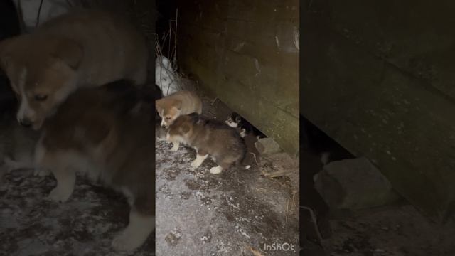 Ищут дом щенки.. под самый Новый Год их нашли в лесу в заброшенном лесном домике…