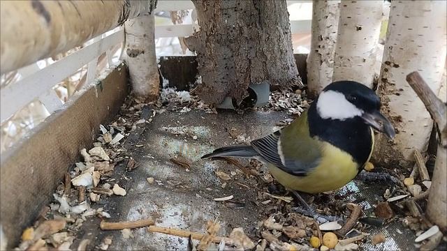 Какой ужас всё съели до нас.