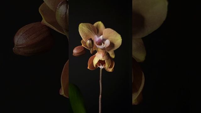 Phal. Younghome Walle 06139 TL