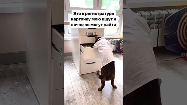 Кот приколы