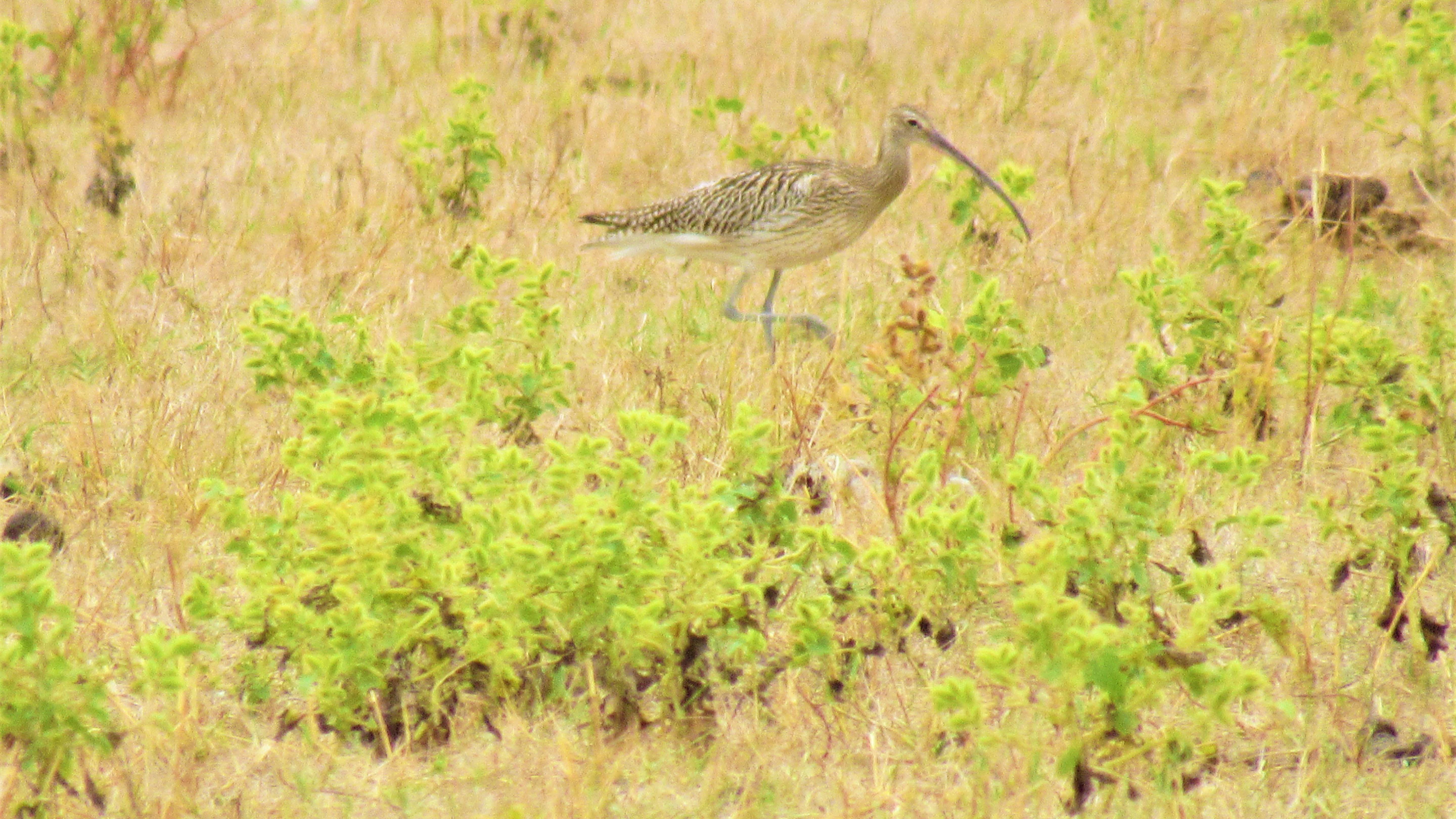 Когда длинный нос в жизни не помеха