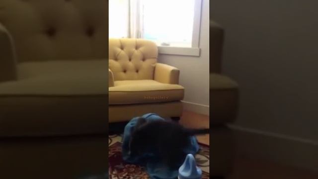 1000071214.mp4