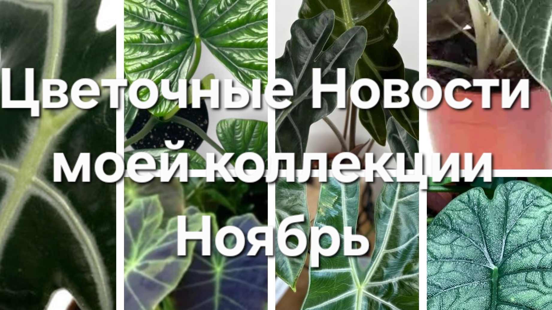 Цветочные новости Ноября и новинки коллекции